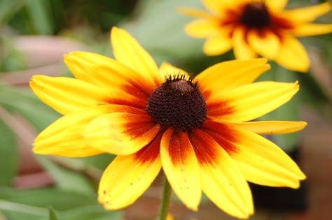 Detail vs. Big Picture: Do you focus on the tiny detail at the center or how the bright yellow petals make you feel?